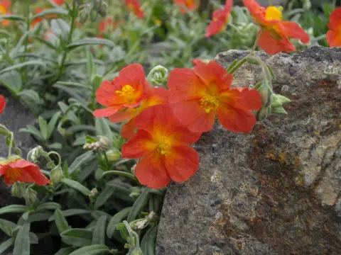 Napvirág / Helianthemum 'Fire Dragon'