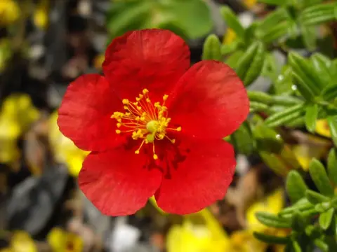 Napvirág / Helianthemum 'Red Dragon'