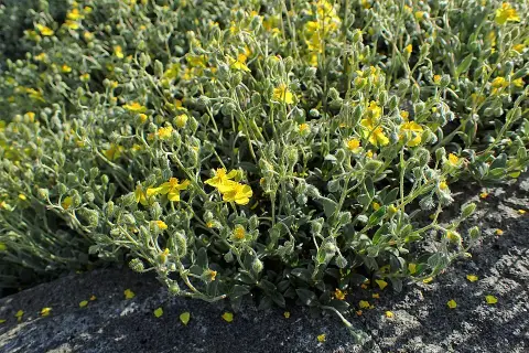 Napvirág / Helianthemum scardicum