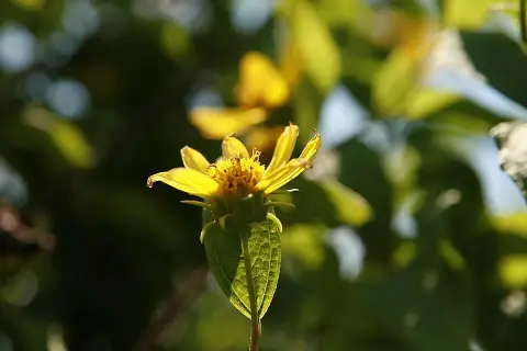 Napraforgó / Helianthus microcephalus 'Lemon Queen'