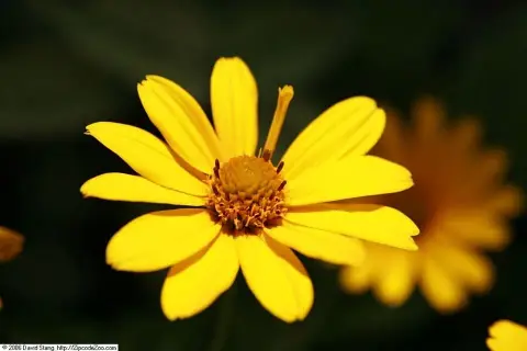 Érdes napszemvirág / Heliopsis helianthoides 'Loraine Sunshine'