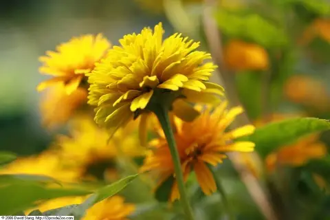Érdes napszemvirág / Heliopsis helianthoides var. scabra 'Asahi'