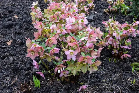 Hunyor / Helleborus 'Rosemary'