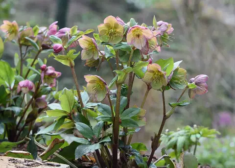 Hunyor / Helleborus × iburgensis Frostkiss 'Molly's White'