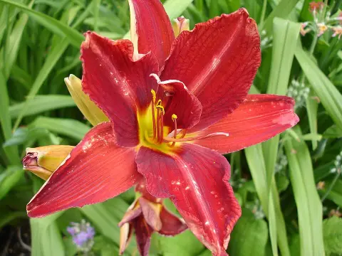 Sásliliom / Hemerocallis 'Anzac'