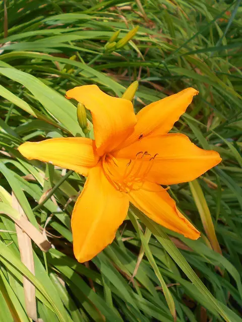 Sásliliom / Hemerocallis 'Aten'