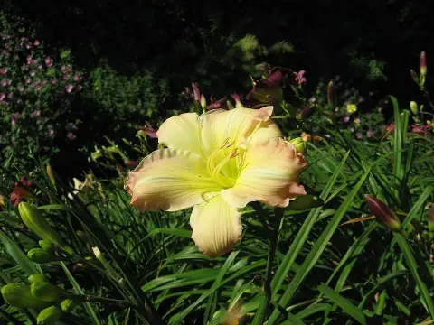 Sásliliom / Hemerocallis 'Big Blue'