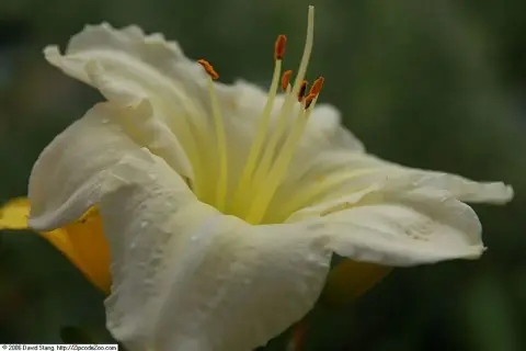 Sásliliom / Hemerocallis 'Bitsy'