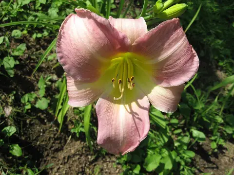 Sásliliom / Hemerocallis 'Catherine Woodbury'