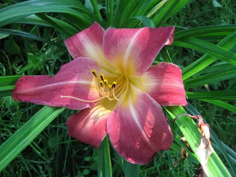 Sásliliom / Hemerocallis 'Cherry Cheeks'