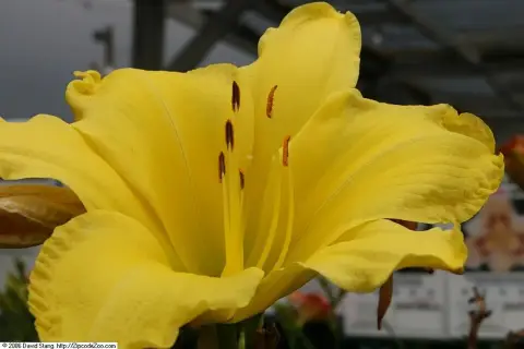 Sásliliom / Hemerocallis 'Chicago Picotee Memories'