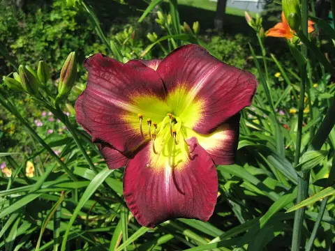 Sásliliom / Hemerocallis 'Chicago Royal Robe'