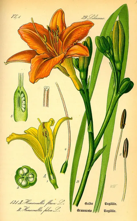 Sásliliom / Hemerocallis 'Cologne Rocket'