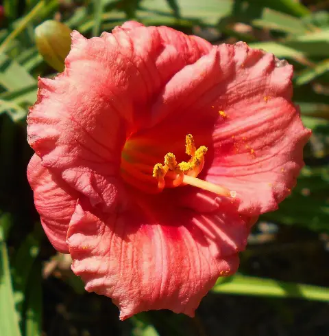 Sásliliom / Hemerocallis 'Cosmopolitan'
