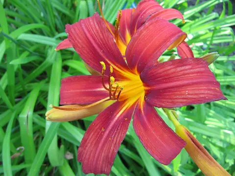 Sásliliom / Hemerocallis 'Crimson Pirate'