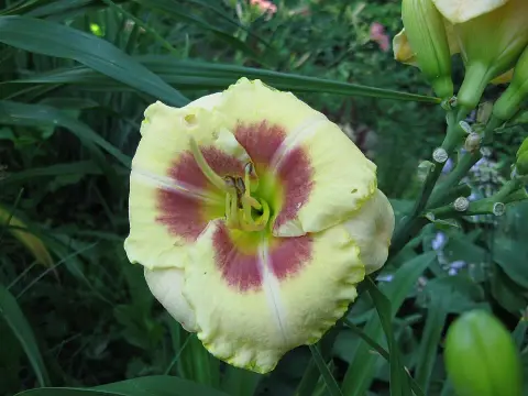 Sásliliom / Hemerocallis 'Custard Candy'