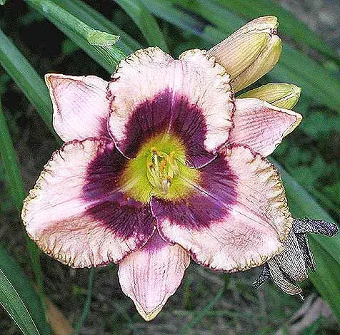 Sásliliom / Hemerocallis 'Daring Deception'