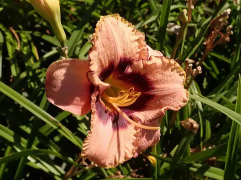 Sásliliom / Hemerocallis 'Daring Dilemma'