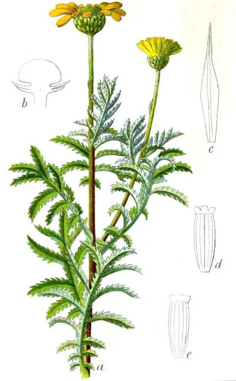 Festő pipitér / Anthemis tinctoria (természetben gyűjtött magból)