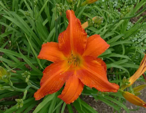 Sásliliom / Hemerocallis 'Dragon Lore'