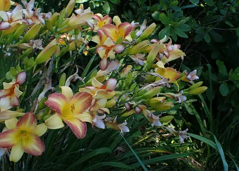 Sásliliom / Hemerocallis 'Eenie Allegro'