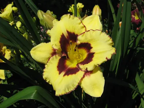 Sásliliom / Hemerocallis 'El Desperado'