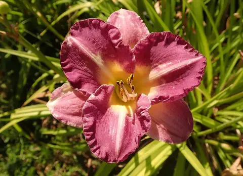 Sásliliom / Hemerocallis 'Entrapment'