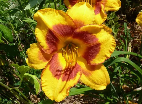 Sásliliom / Hemerocallis 'Fooled Me'