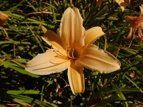 Sásliliom / Hemerocallis 'Frances Fay'