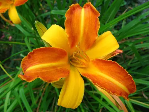 Sásliliom / Hemerocallis 'Frans Hals'