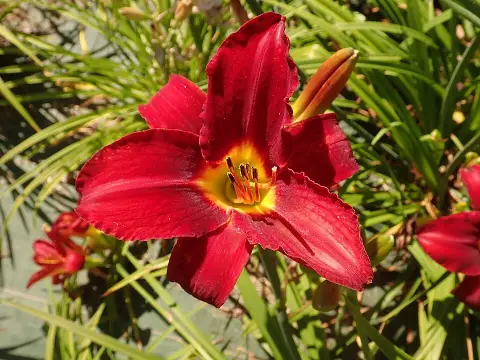 Sásliliom / Hemerocallis 'Holiday Delight'