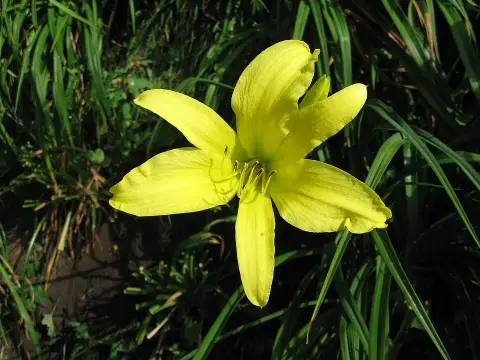 Sásliliom / Hemerocallis 'Hyperion'