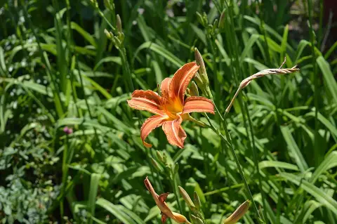 Sásliliom / Hemerocallis 'Indian Paintbrush'