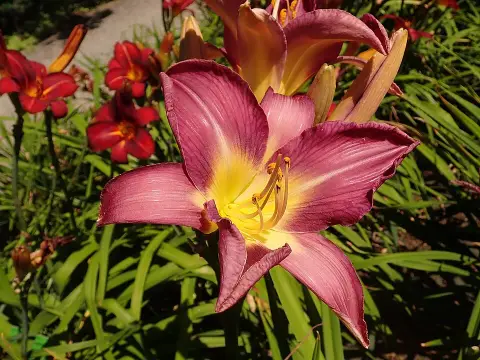 Sásliliom / Hemerocallis 'Lavender Deal'