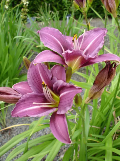 Sásliliom / Hemerocallis 'Little Anna Rosa'