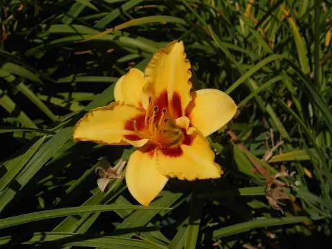 Sásliliom / Hemerocallis 'Little Cadet'