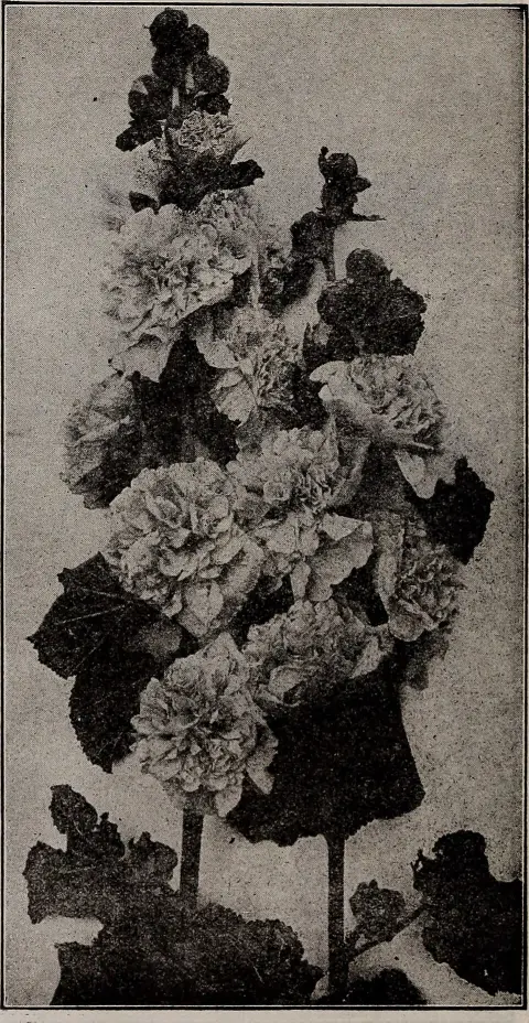 Sásliliom / Hemerocallis 'Little Carnation'