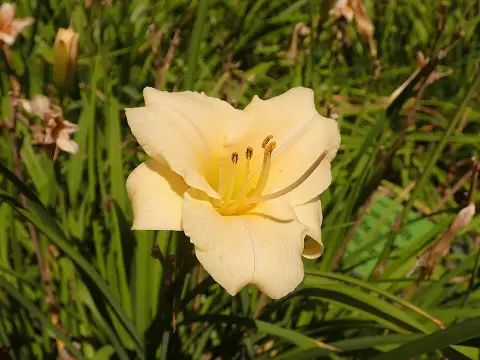 Sásliliom / Hemerocallis 'Longfields Pearl'