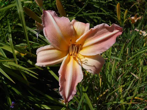 Sásliliom / Hemerocallis 'Love That Pink'