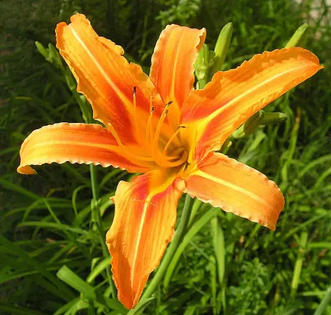 Sásliliom / Hemerocallis 'Mallard'