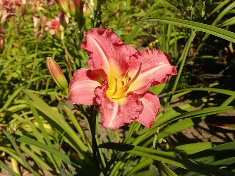 Sásliliom / Hemerocallis 'Matrousjka'