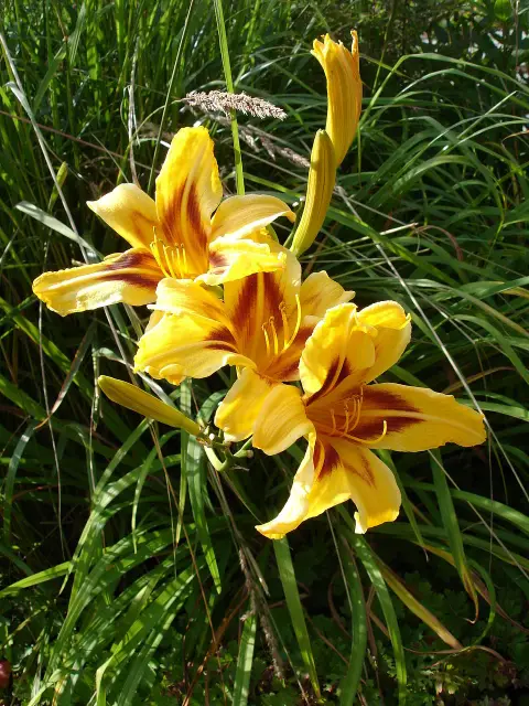 Sásliliom / Hemerocallis 'Mikado'