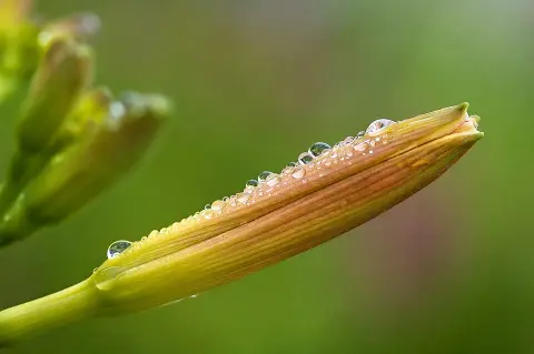 Sásliliom / Hemerocallis 'My Reggae Tiger'