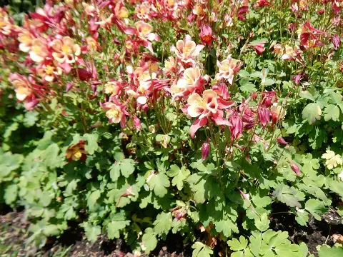 Harangláb / Aquilegia EARLYBIRD 'White'