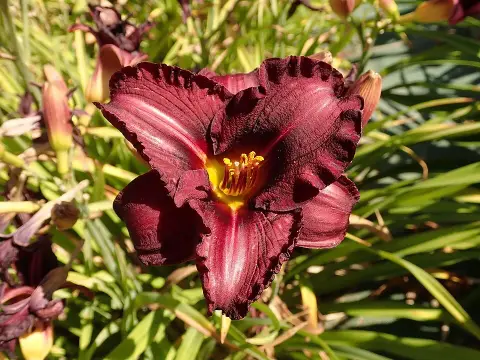 Sásliliom / Hemerocallis 'Night Beacon'