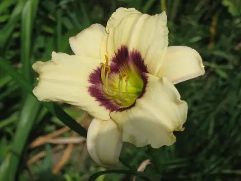 Sásliliom / Hemerocallis 'Pandora's Box'