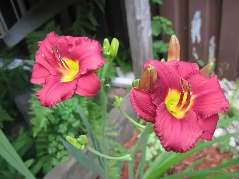 Sásliliom / Hemerocallis 'Pardon Me'