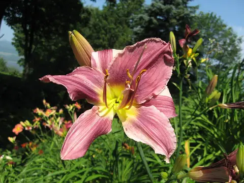 Sásliliom / Hemerocallis 'Prairie Blue Eyes'