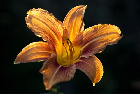 Sásliliom / Hemerocallis 'Pretty Fancy'
