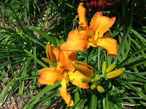 Sásliliom / Hemerocallis 'Primal Scream'